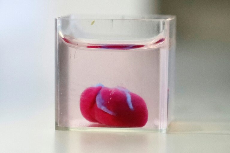 Первое живое сердце, созданное на 3D-принтере