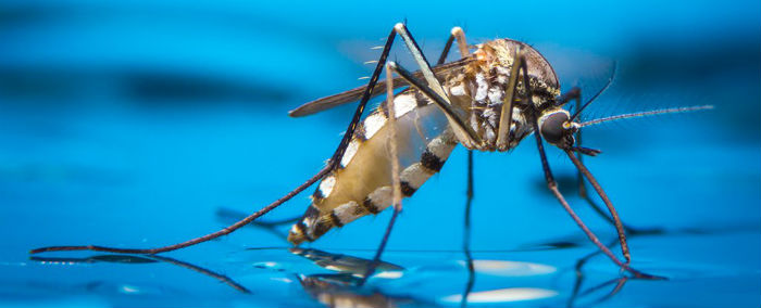 Найден способ уменьшения популяции малярийных комаров