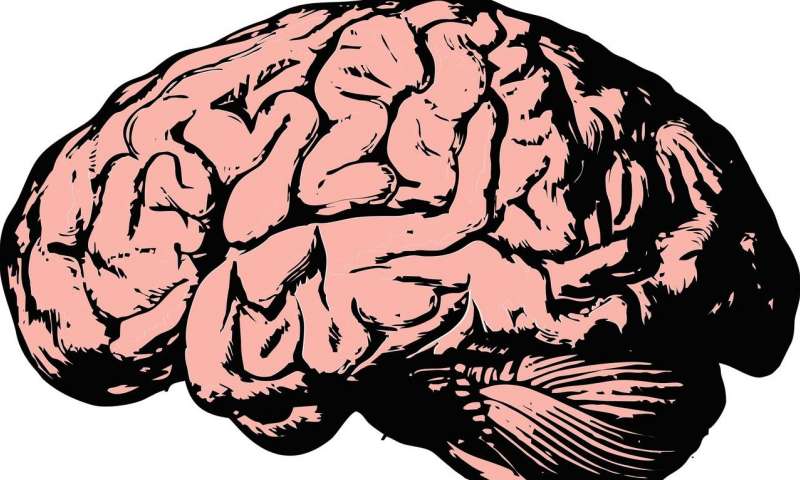 Упрощённое изображение головного мозга человека
