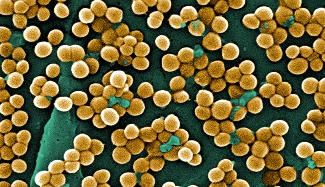 Синтетические полимеры на поверхности бактерии