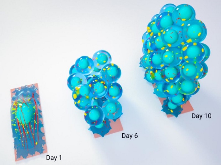 Схема, показывающая рост сферического скопления стволовых клеток из зрелой клетки на замкнутом субстрате
